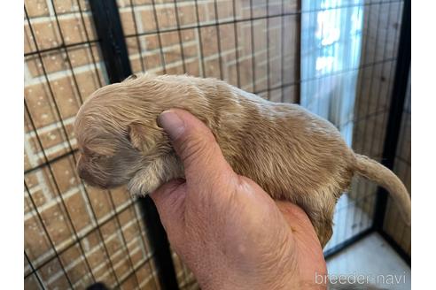 成約済の長野県のゴールデンレトリーバー-169560の2枚目